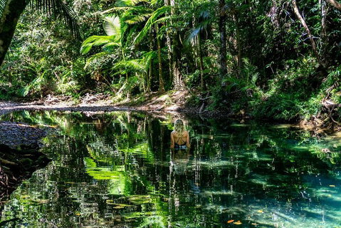 Daintree And Cape Tribulation Full Day Guided Tour - Accommodation Burleigh 1
