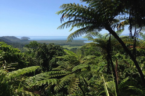 Daintree And Cape Tribulation Full Day Guided Tour - Accommodation Burleigh 2