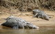 Daintree And Cape Tribulation Full Day Guided Tour - thumb 3