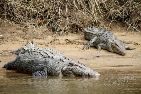 Daintree And Cape Tribulation Full Day Guided Tour - Accommodation Burleigh 3