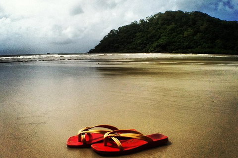 Daintree And Cape Tribulation Full Day Guided Tour - Accommodation Burleigh 4