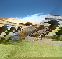 Bonorong Wildlife Park and Richmond Afternoon Tour from Hobart - Accommodation Burleigh