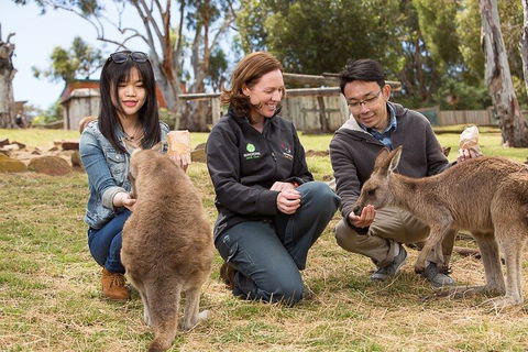 Bonorong Wildlife Park And Richmond Afternoon Tour From Hobart - Accommodation Burleigh 1