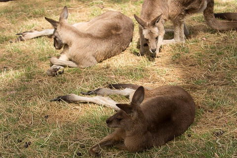 Bonorong Wildlife Park And Richmond Afternoon Tour From Hobart - Accommodation Burleigh 3