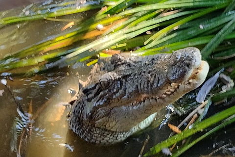Litchfield Park Adventures And Jumping Crocodile Cruise + Butterfly Farm - Accommodation Burleigh 4