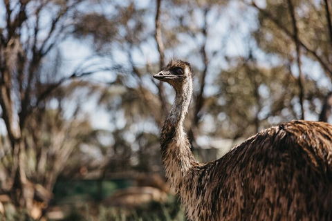 Wave Rock, York, Wildflowers, And Aboriginal Cultural Day Tour From Perth - Accommodation Burleigh 4
