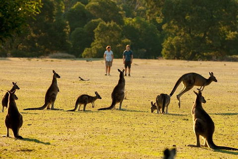 Grampians National Park Small-Group Eco Tour From Melbourne - Accommodation Burleigh 4