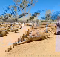 West MacDonnell Ranges Half-Day Small-Group Tour with Camel Ride - Accommodation Burleigh