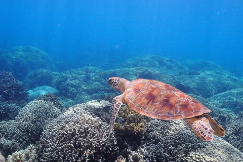 Calypso Outer Great Barrier Reef Cruise From Port Douglas - Accommodation Burleigh 2