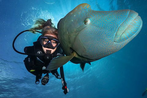 Great Barrier Reef Snorkeling And Diving Cruise From Cairns - Accommodation Burleigh 0