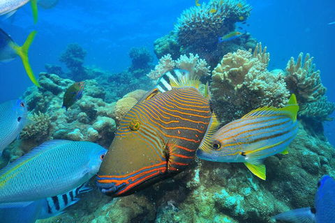 Fly To Green Island - Cruise Return - Accommodation Burleigh 1