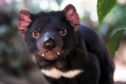 Mt. Wellington, Bonorong And Richmond Day Tour From Hobart - Accommodation Burleigh 3