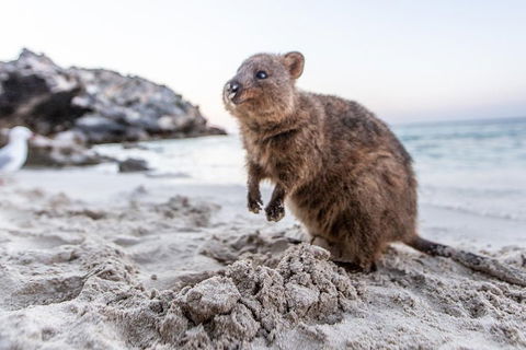 Fremantle To Rottnest Island Roundtrip Ferry Ticket - Accommodation Burleigh 1