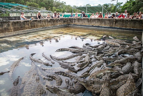 Hartley's Crocodile Adventures Day Trip From Cairns - Accommodation Burleigh 0