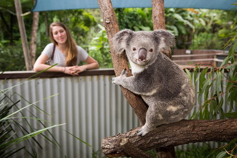 Hartley's Crocodile Adventures Day Trip From Cairns - Accommodation Burleigh 5