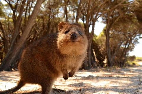 Pinnacles & Rottnest Island Scenic Air & Ground Tour - Accommodation Burleigh 0