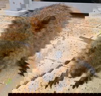 Wave Rock Pinnacles and Rottnest One Day Aeroplane Tour - Accommodation Burleigh