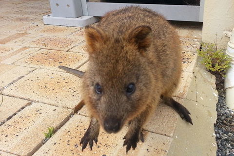 Wave Rock, Pinnacles And Rottnest One Day Aeroplane Tour - Accommodation Burleigh 0