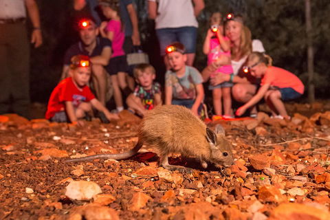 Alice Springs Desert Park Nocturnal Tour - Accommodation Burleigh 1