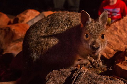 Alice Springs Desert Park Nocturnal Tour - Accommodation Burleigh 3
