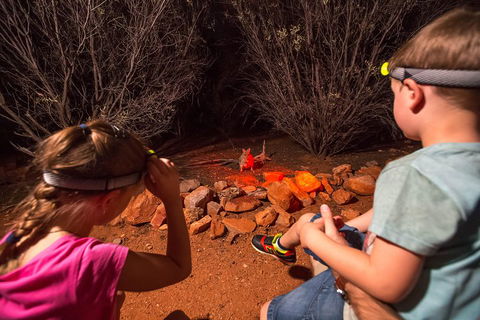 Alice Springs Desert Park Nocturnal Tour - Accommodation Burleigh 4