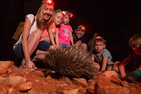 Alice Springs Desert Park Nocturnal Tour - Accommodation Burleigh 5