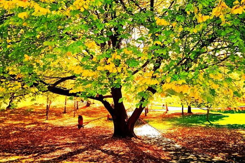 Hobart Half-Day Sightseeing Coach Tram Tour - Accommodation Burleigh 3