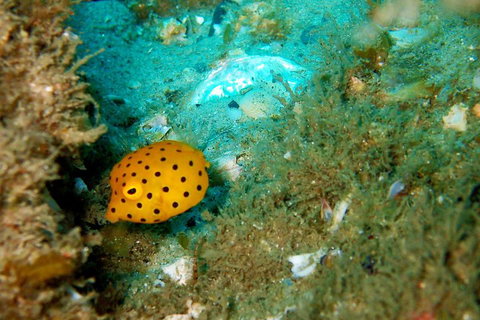 Wave Break Island Scuba Diving On The Gold Coast - Accommodation Burleigh 3