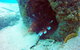 Wave Break Island Scuba Diving On The Gold Coast - thumb 5
