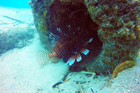 Wave Break Island Scuba Diving On The Gold Coast - Accommodation Burleigh 5