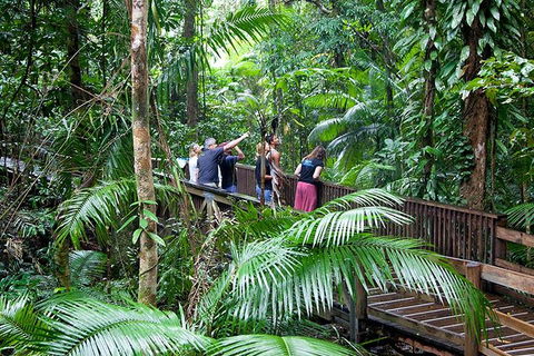 Full Day Daintree Rainforest And Mossman Gorge Tour - Accommodation Burleigh 1