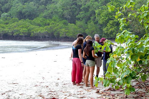 Full Day Daintree Rainforest And Mossman Gorge Tour - Accommodation Burleigh 2