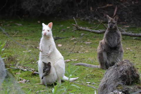 Full-Day Guided Bruny Island Tour From Hobart - Accommodation Burleigh 0