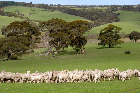 Kangaroo Island Luxury Small Group 'Island Life' Full Day Tour - Accommodation Burleigh 1