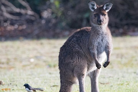 Kangaroo Island Luxury Small Group 'Island Life' Full Day Tour - Accommodation Burleigh 2
