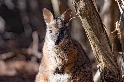 Kangaroo Island Luxury Small Group 'Island Life' Full Day Tour - Accommodation Burleigh 3
