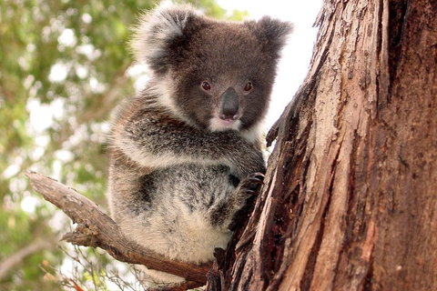 Kangaroo Island Luxury Small Group 'Island Life' Full Day Tour - Accommodation Burleigh 4