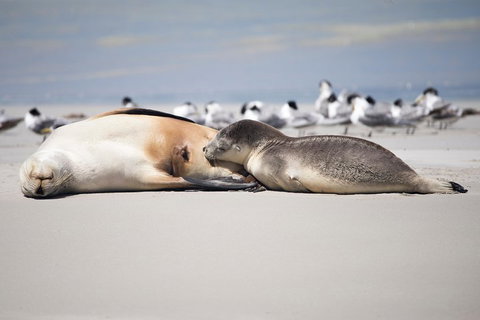 Kangaroo Island Luxury Small Group 'Island Life' Full Day Tour - Accommodation Burleigh 5