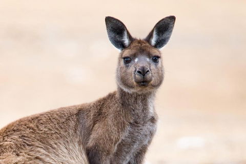 Kangaroo Island Luxury Small Group 'East End Explorer' Full Day Tour - Accommodation Burleigh 1