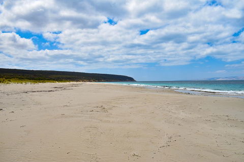 Kangaroo Island Luxury Small Group 'East End Explorer' Full Day Tour - Accommodation Burleigh 3