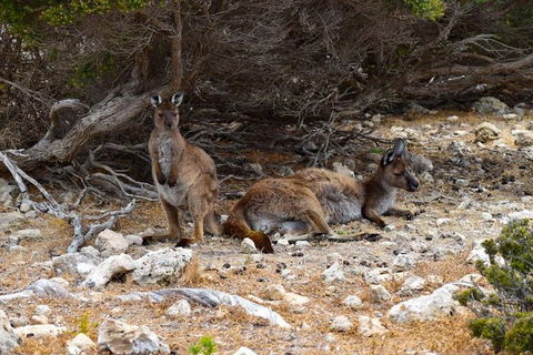Kangaroo Island Luxury Small Group 'East End Explorer' Full Day Tour - Accommodation Burleigh 4
