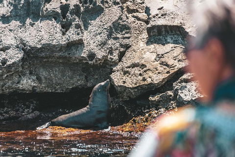 Adventure Rottnest Tour With Ferry & Adventure Cruise From Perth Or Fremantle - Accommodation Burleigh 1