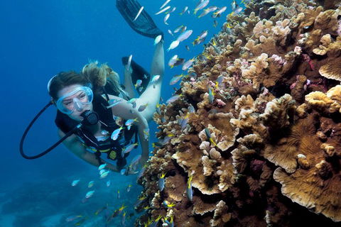 Great Barrier Reef Diving And Snorkeling Cruise From Cairns - Accommodation Burleigh 1