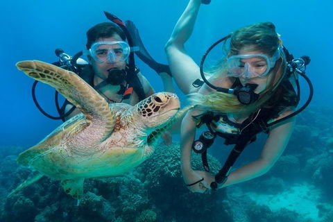Great Barrier Reef Diving And Snorkeling Cruise From Cairns - Accommodation Burleigh 4
