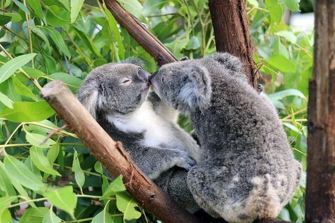 Classic Kuranda By Skyrail And Scenic Railway Including Rainforestation, Koala And Wildlife Park And Pamagirri Aboriginal Experi - Accommodation Burleigh 3