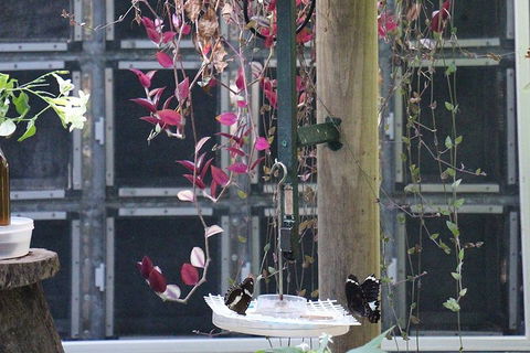 Australian Butterfly Sanctuary- Virtual Interactive Tour With Private Guide - Accommodation Burleigh 1