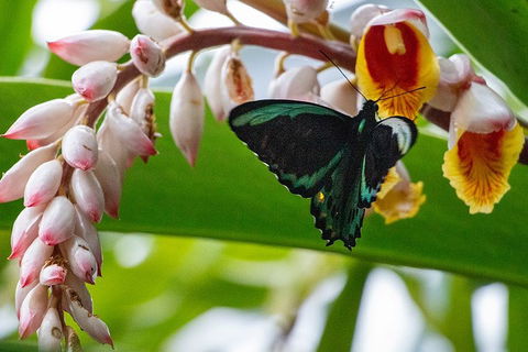 Australian Butterfly Sanctuary- Virtual Interactive Tour With Private Guide - Accommodation Burleigh 2