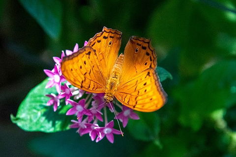 Australian Butterfly Sanctuary- Virtual Interactive Tour With Private Guide - Accommodation Burleigh 3