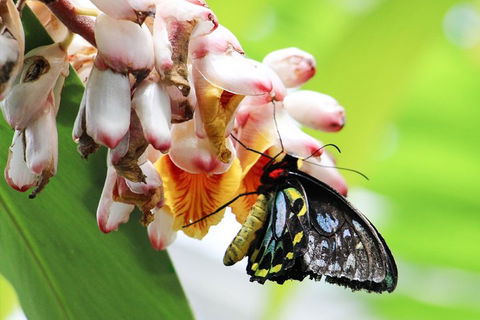 Australian Butterfly Sanctuary- Virtual Interactive Tour With Private Guide - Accommodation Burleigh 5