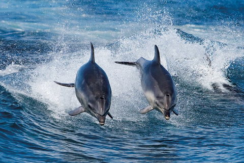 Full-Day Bruny Island Cruises Day Tour From Hobart - Accommodation Burleigh 5